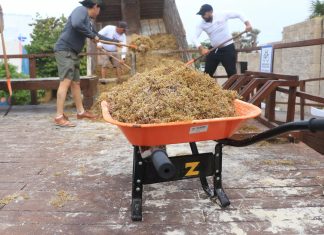 Sargazo caribeño también es utilizado por cerveceras globales