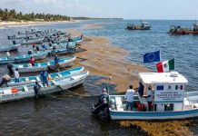 Pescadores podrán generar ingresos con la recolección de sargazo: Quintana Roo