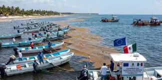 Pescadores podrán generar ingresos con la recolección de sargazo: Quintana Roo