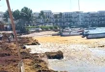 Prevén recuperar en noviembre 750 metros de playa en Playa del Carmen con arena retirada durante limpieza de sargazo