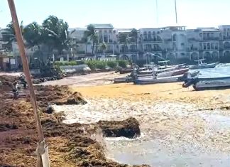 Prevén recuperar en noviembre 750 metros de playa en Playa del Carmen con arena retirada durante limpieza de sargazo