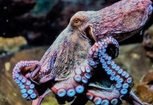 Pesca del pulpo maya en Quintana Roo enfrenta período de crisis