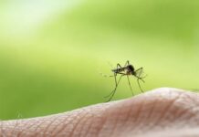 Dengue en Quintana Roo: reportan 28 nuevos casos en una semana