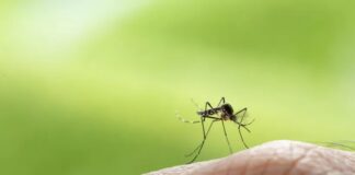 Dengue en Quintana Roo: reportan 28 nuevos casos en una semana