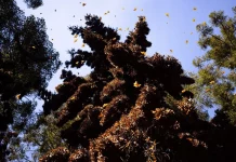 Por tala ilegal, la Profepa cierra predio en la Biósfera de la Mariposa Monarca