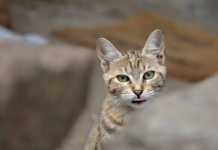 Voces que no pueden hablar: el abandono animal en México
