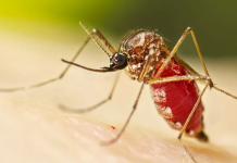 Científicos yucatecos logran avance clave sobre el chikungunya
