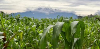 Ahorrar energía y agua en la agricultura: ¿y si sí?