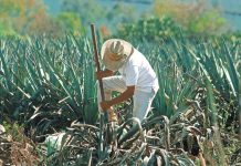 Campo atraviesa por escenarios complejos: CNA
