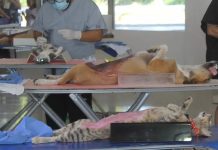 Convocan a jornada de esterilización canina y felina en Chetumal