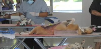 Convocan a jornada de esterilización canina y felina en Chetumal