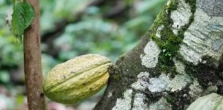 Alimentación para el Bienestar prevé producción de 10 mil toneladas de cacao en Tabasco